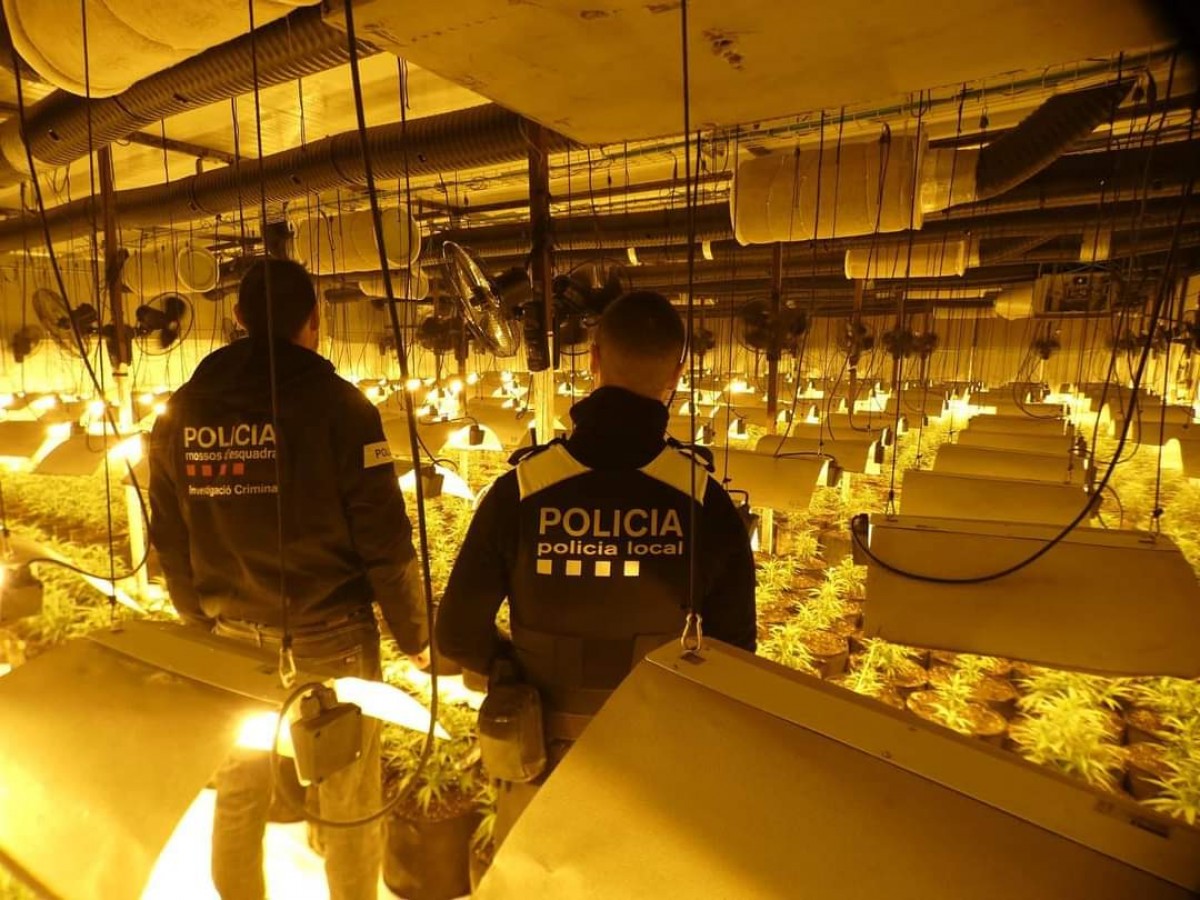 Operatiu dels Mossos d'Esquadra i la Policia Local d'Ulldecona en un cultiu indoor de marihuana en una nau d'Ulldecona 