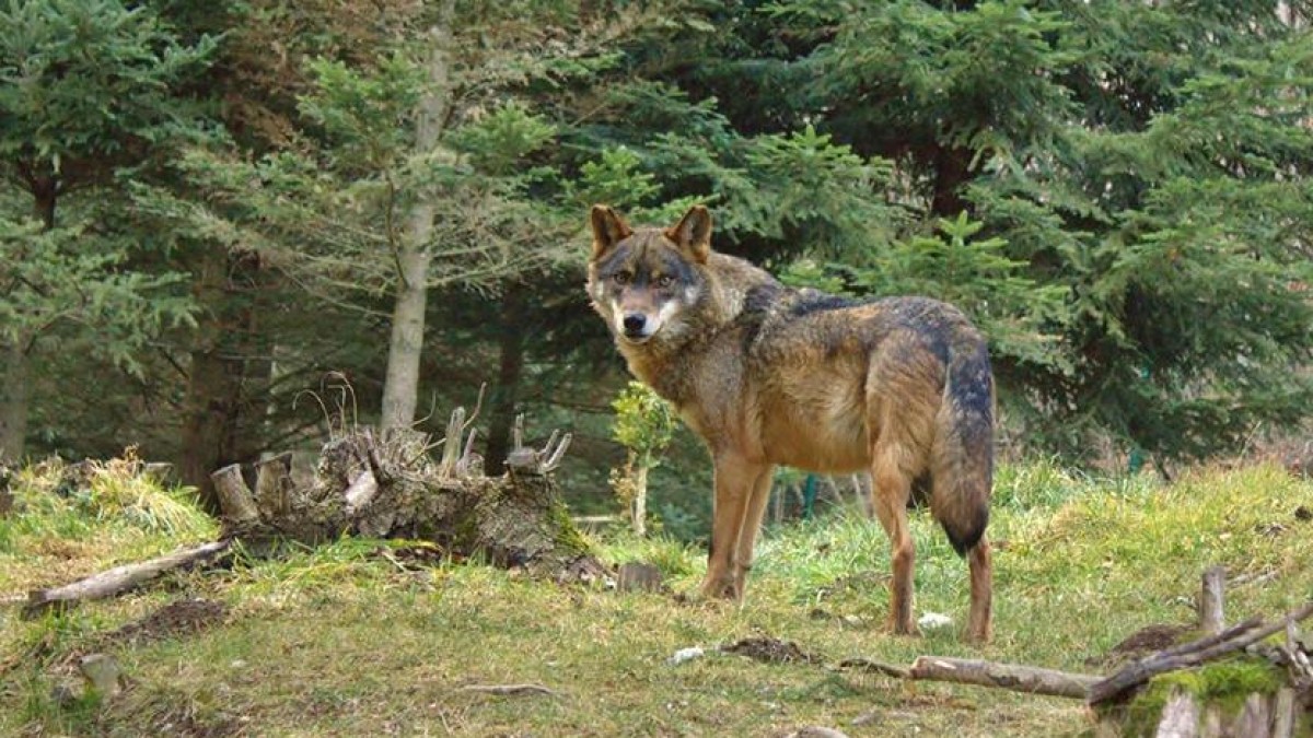 A Catalunya hi ha almenys cinc exemplars de llop de manera permanent