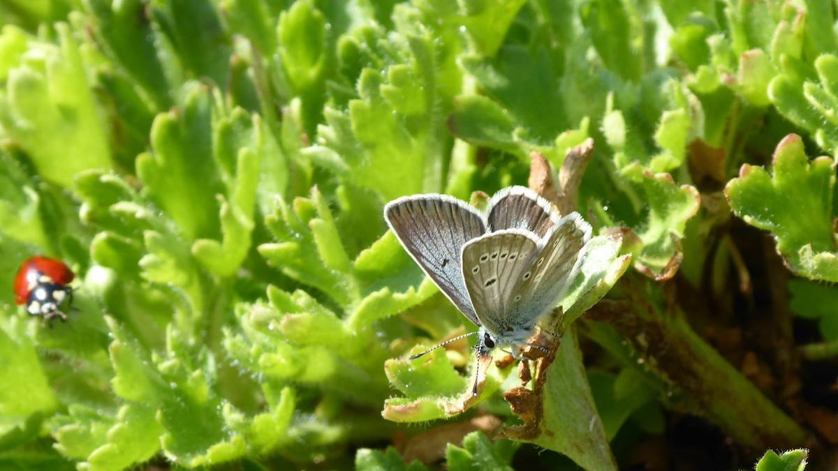 Exemplar d'una papallona moreneta grisa