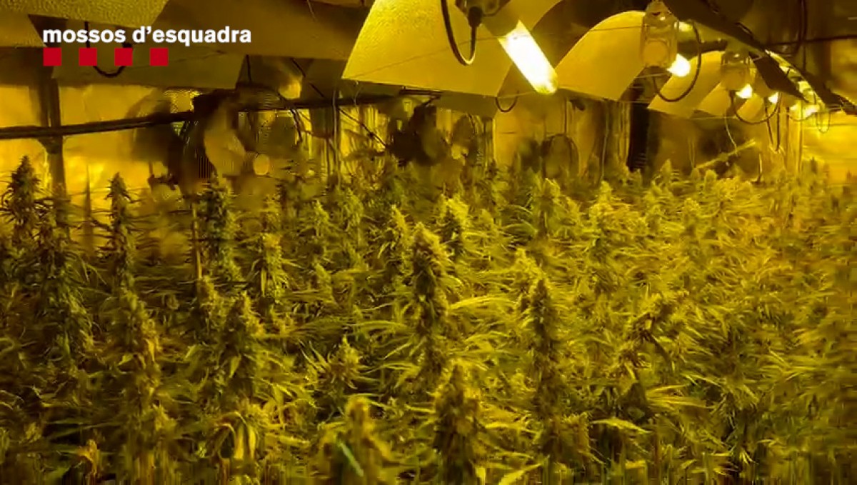 Algunes de les més de 3.000 plantes de marihuana trobades 