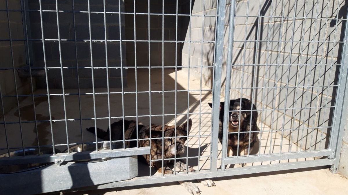 Gossos al nou centre d'adopció de Calafell.