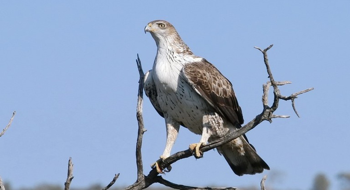 Un exemplar d'àguila cuabarrada