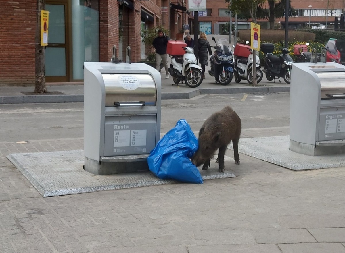 El senglar buscant menjar en una bossa d'escombraries de la plaça de Doctor Galtés