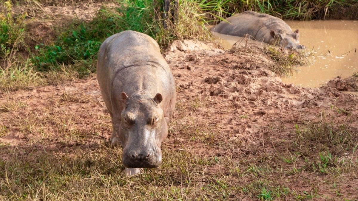 Colòmbia declararà espècie invasora els hipopòtams