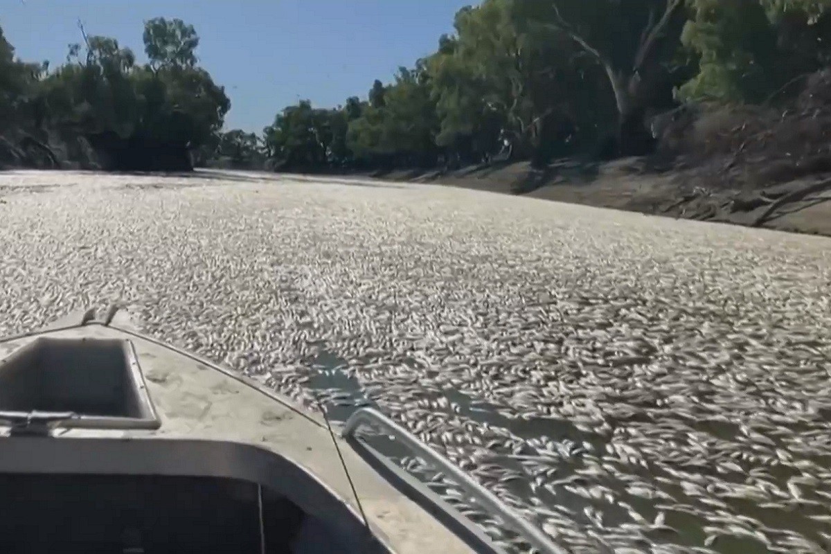 Una barca obrint-se pas entre els milions de peixos morts al riu Darling