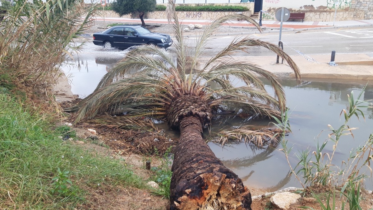 Una palmera caiguda al Francàs després d'un temporal.