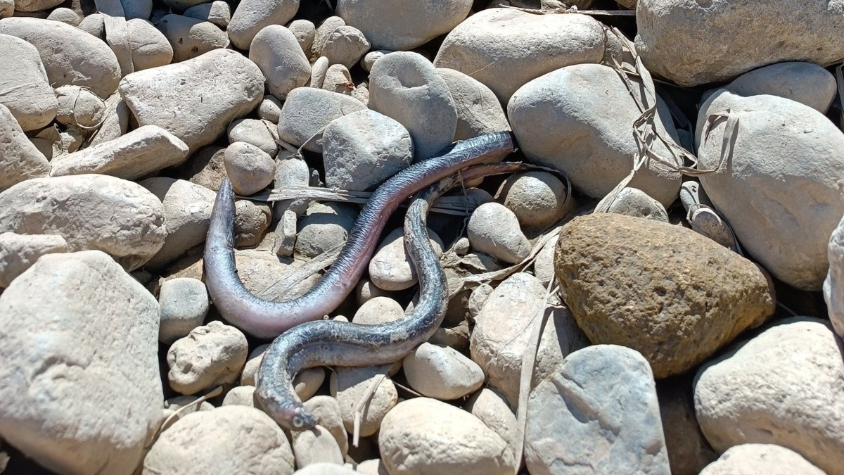 Imatge d'algunes anguiles mortes al riu Francolí.