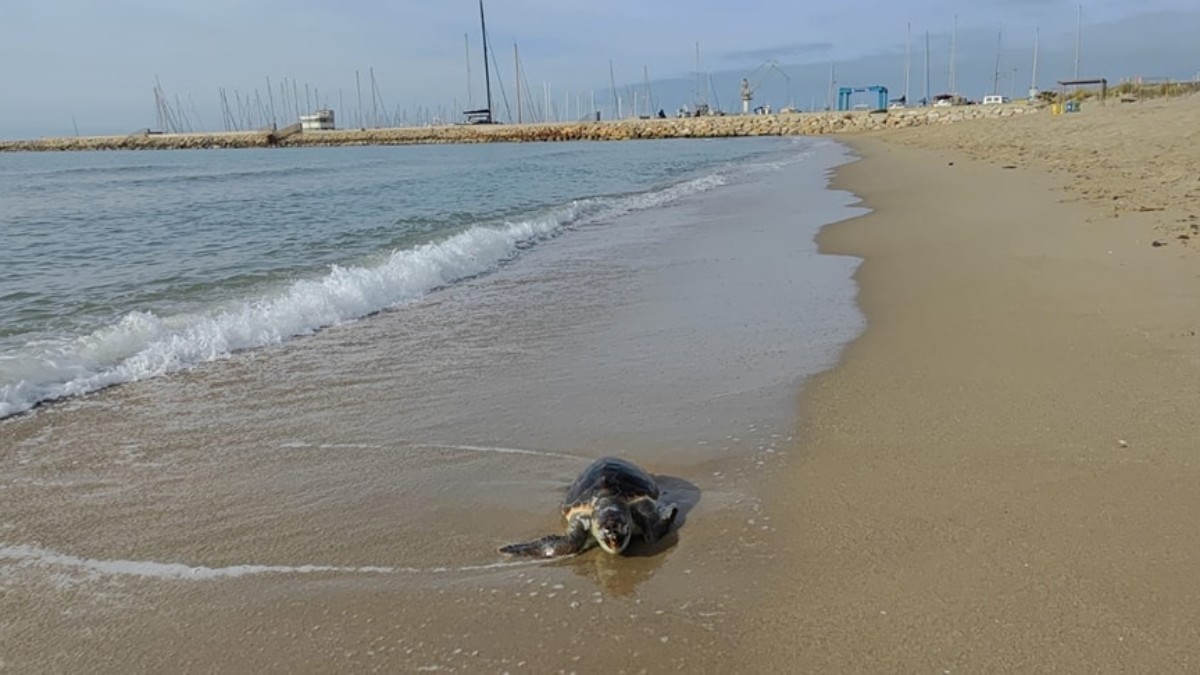 La tortuga ha aparegut a la platja de Segur de Calafell.