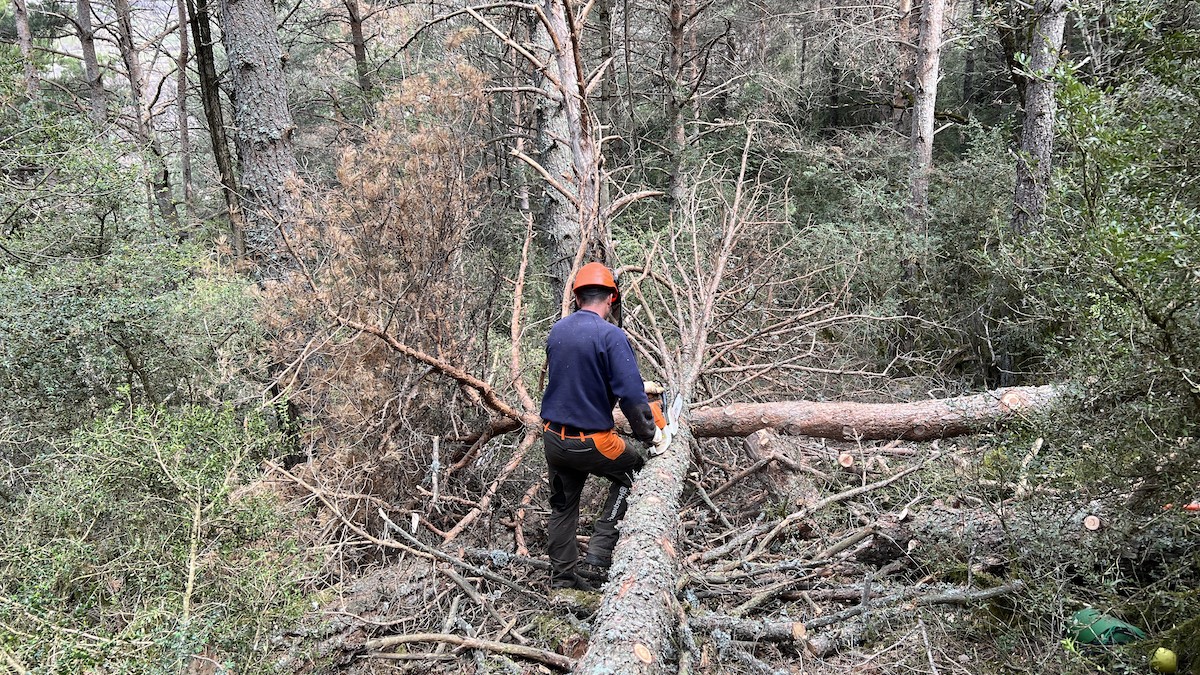 Un operari retirant un arbre mort en un bosc de Soriguera