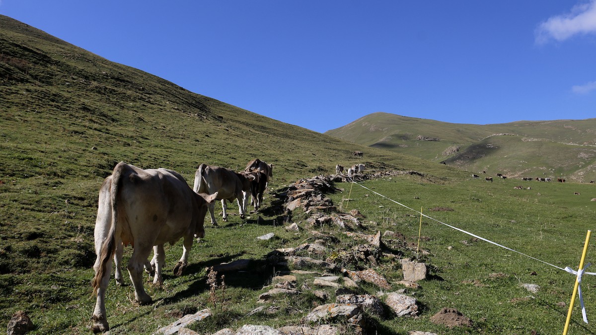 Unes vaques a la muntanya de Llessui en una imatge d'arxiu