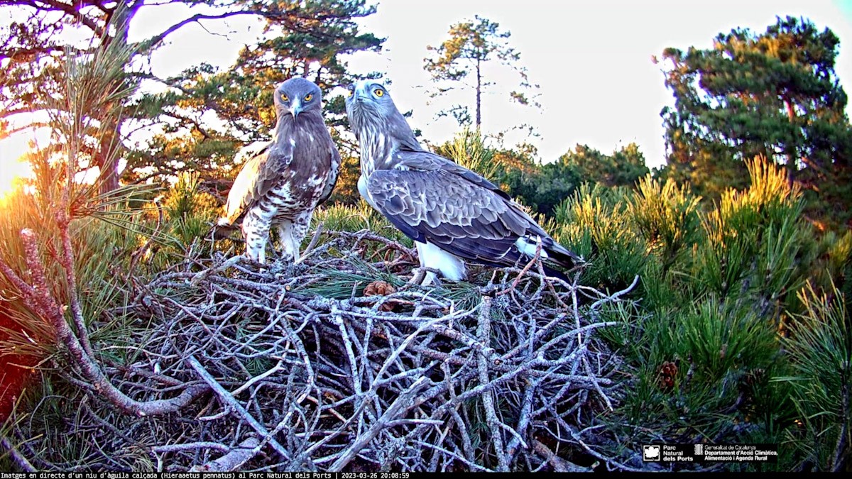 La parella d'àguiles marcenques al seu niu del parc natural del Port on es pot veure en directe la nidificació a través d'un canal en línia  