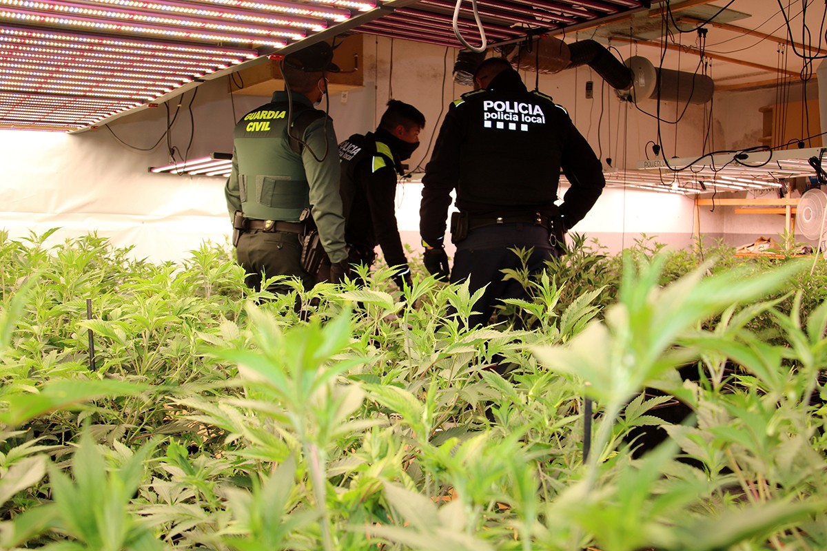 Agents de la Guàrdia Civil i de la Policia Local de Calafell en un dels punts de l'operatiu on s'ha desarticulat una plantació de marihuana.