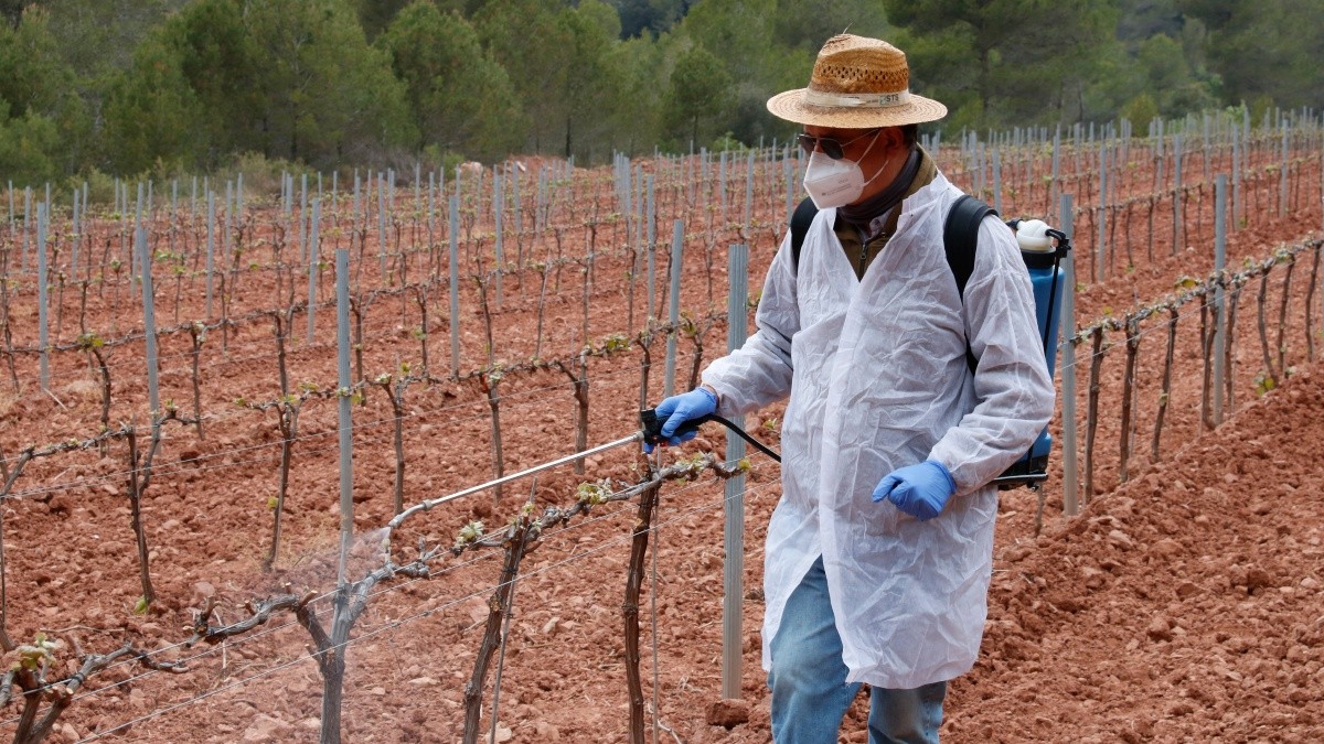 Un tècnic aplicant el producte fitosanitari en una finca de vinya del Pla de Manlleu.