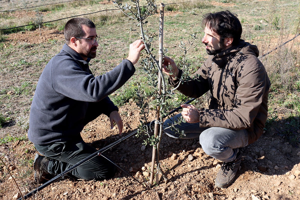 Joan i Francesc analitzant una de les alzines plantades.