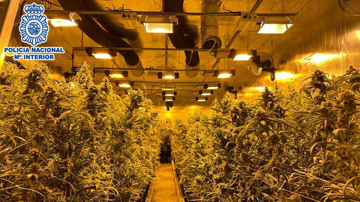 Un dels cultius de marihuana