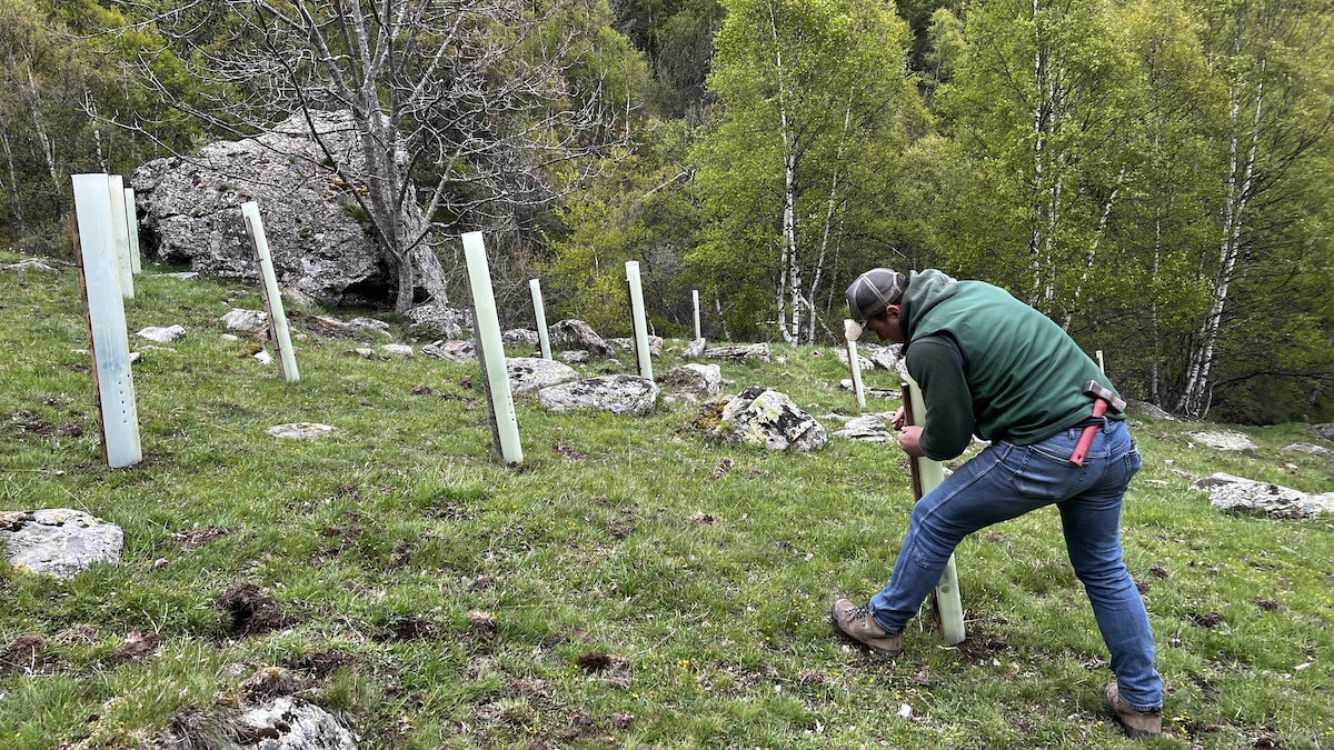 Un jove protegint els arbres fruiters plantats a la zona de Quanca, al Pallars Sobirà