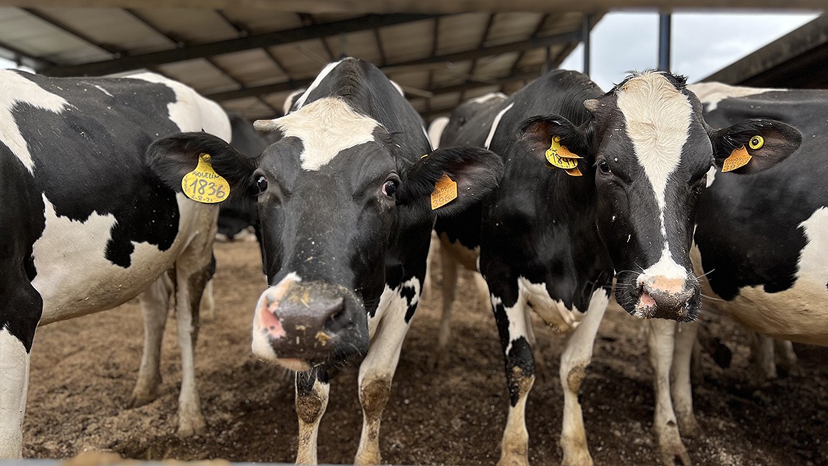 Vaques lleteres de la granja de l'Era d'en Solà, a Malla