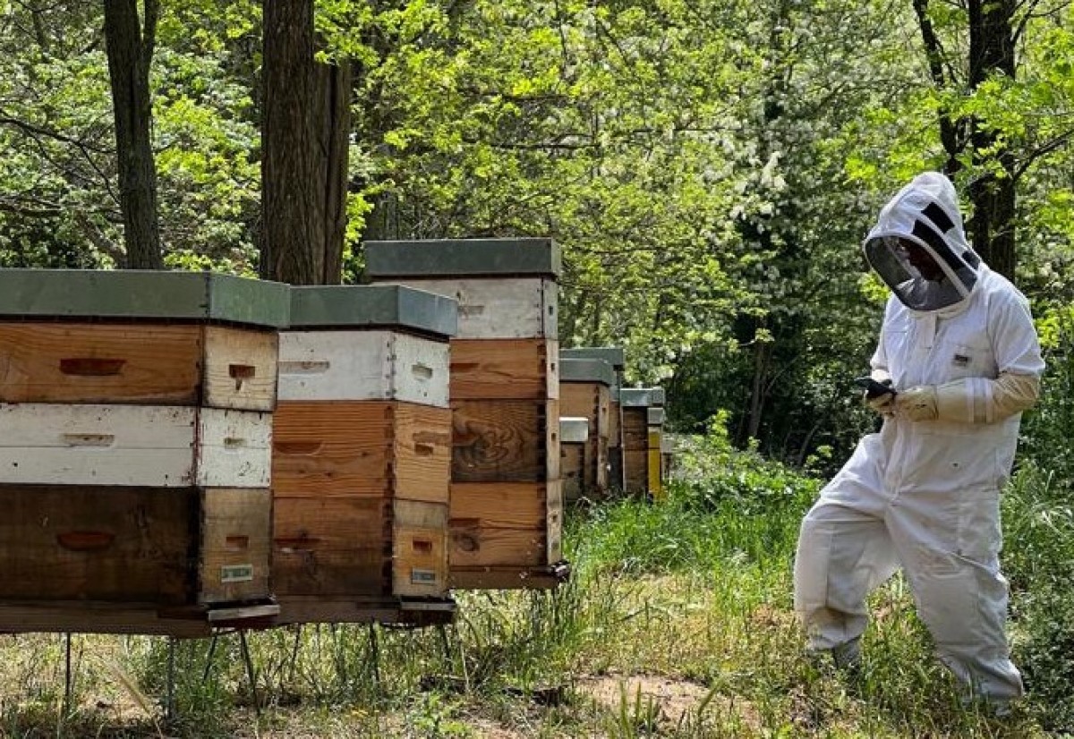 Un apicultor utilitzant l'aplicació  