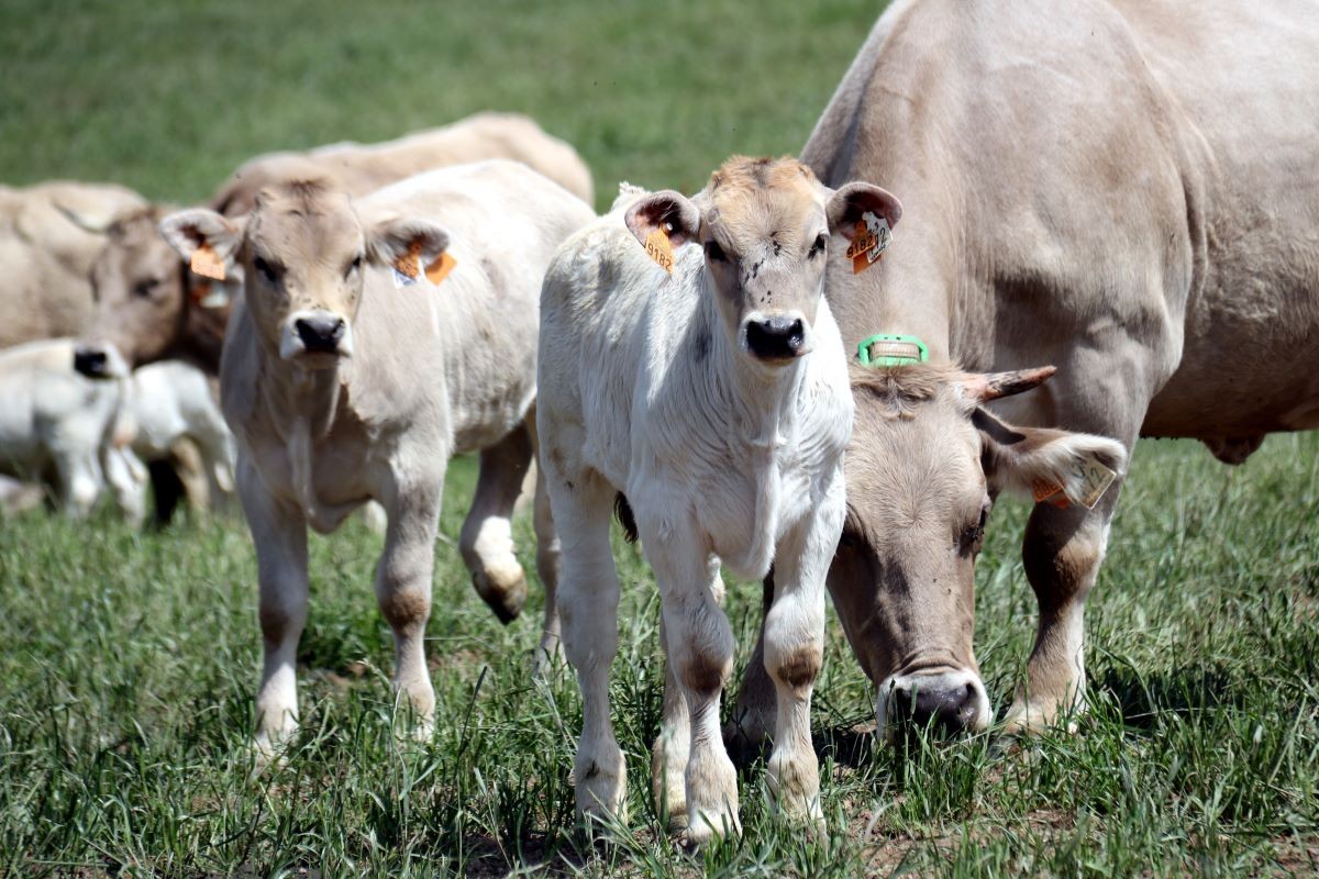 Un ramat de vaca de raça bruna pasturant a un camp a Olvan