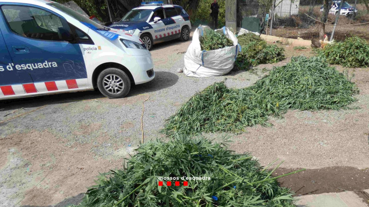 Marihuana comissada en una casa de Valls en el marc d'una operació dels Mossos d'Esquadra contra el tràfic de drogues.