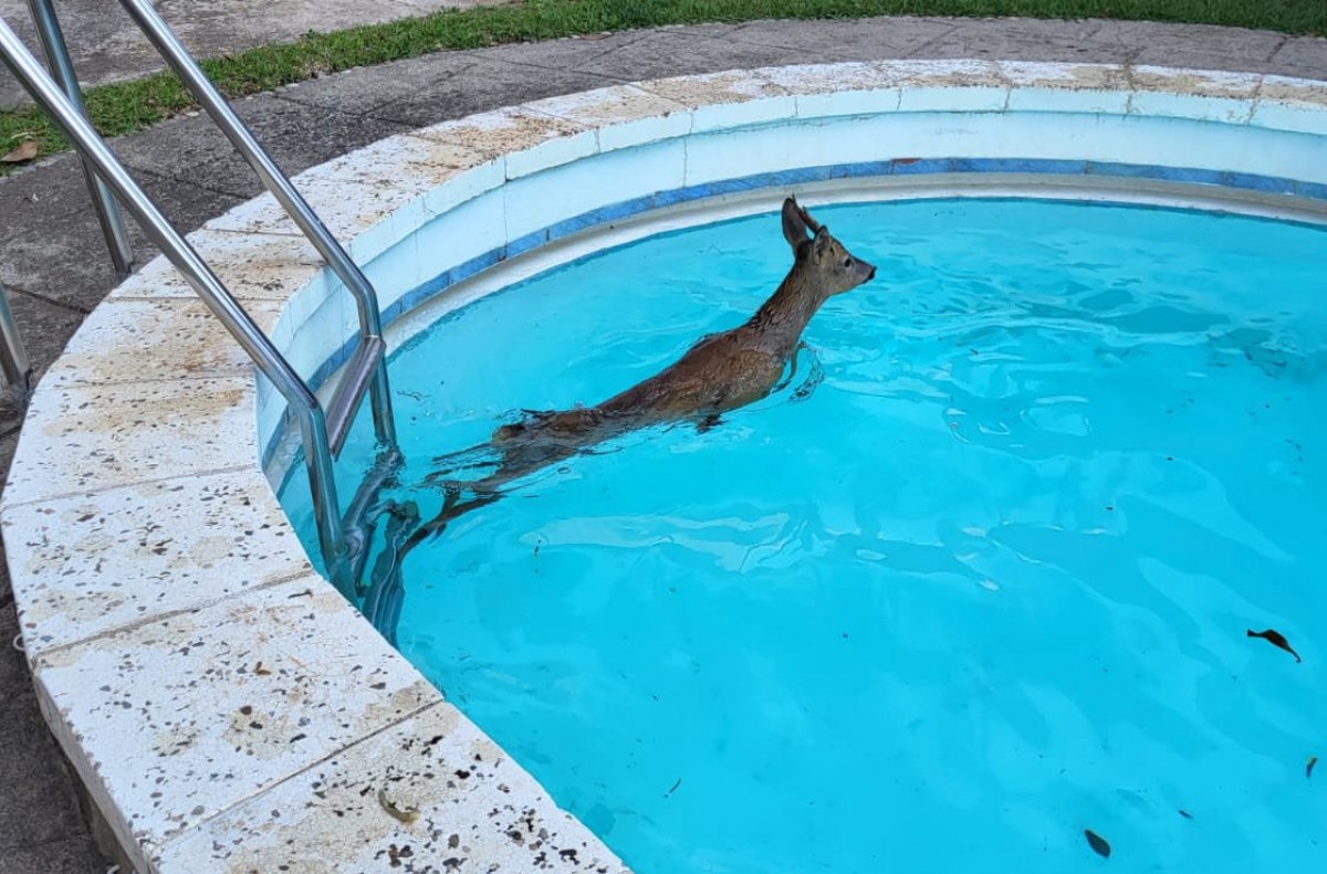 Imatge del cabirol atrapat a l'interior de la piscina