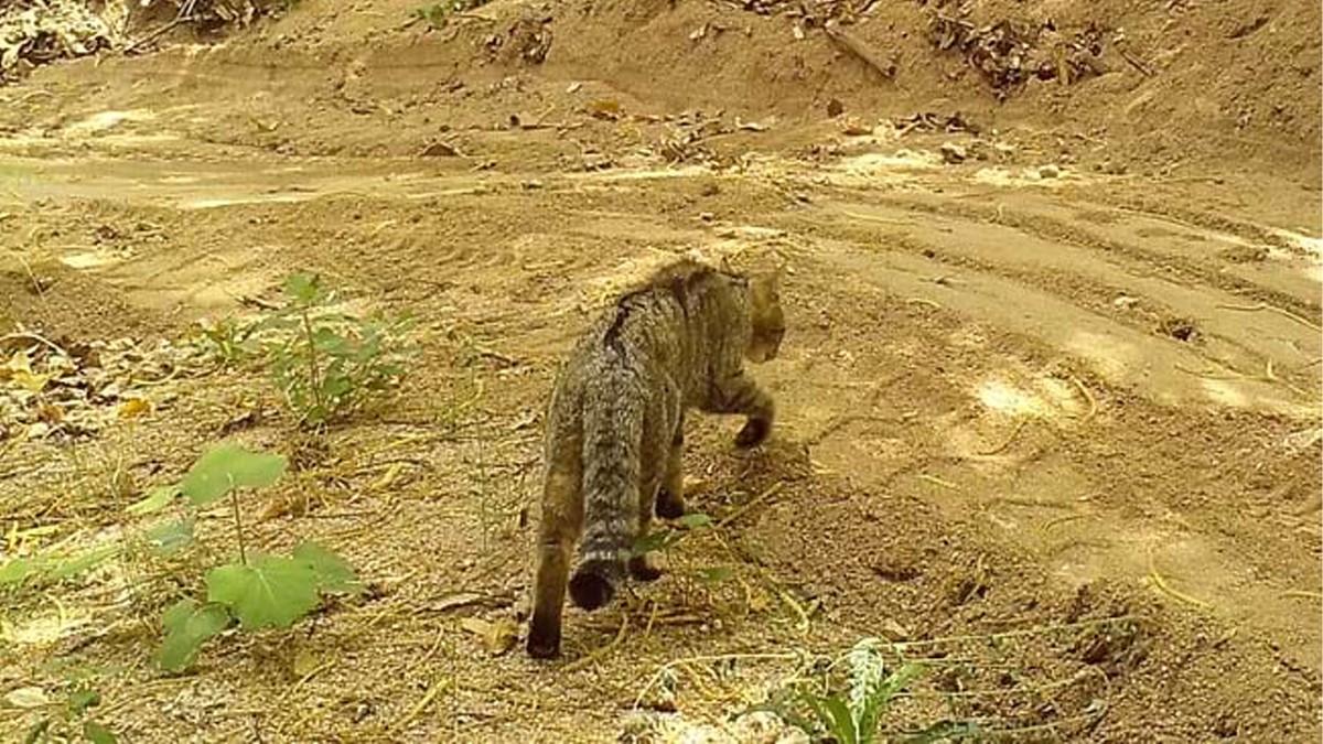 Un exemplar de gat fer detectat per les càmeres del Grup de Recerca en Carnívors de Catalunya