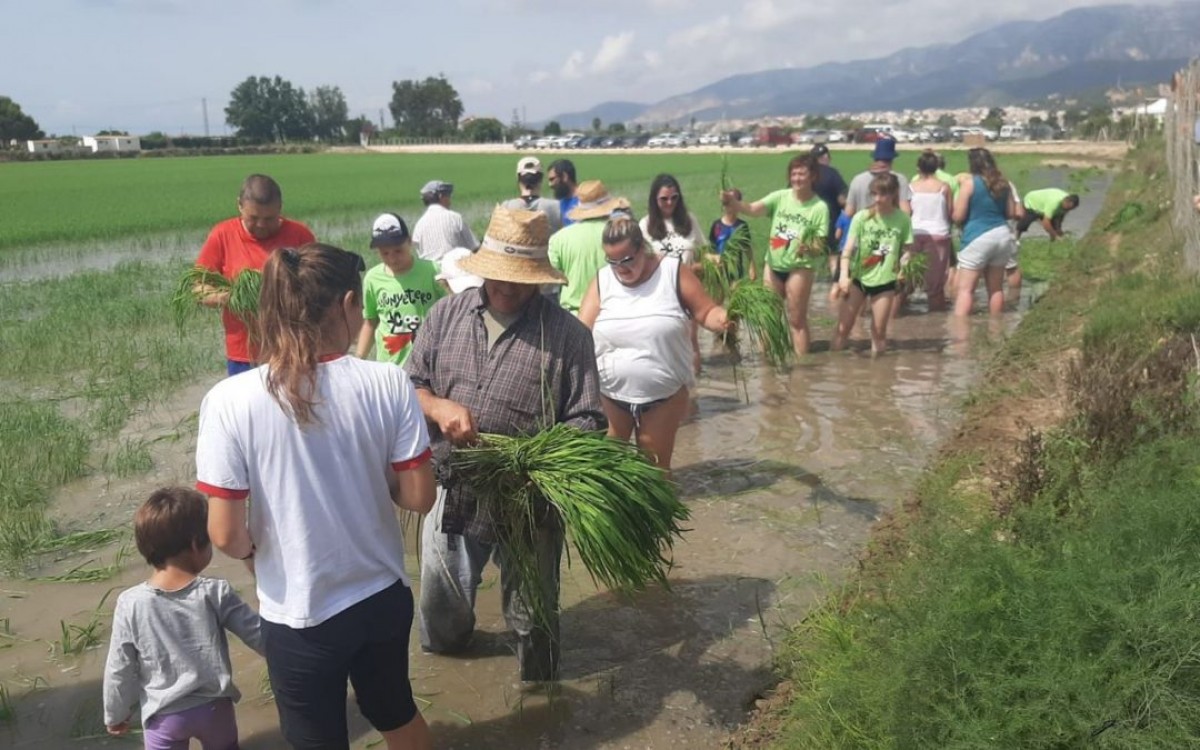La festa de la plantada de l’arròs de La Ràpita el dissabte 17 de juny a les instal·lacions de la Fundació Plegadis