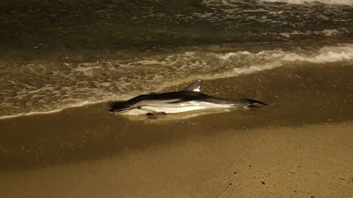 El dofí ha aparegut mort a la platja de Calafell.
