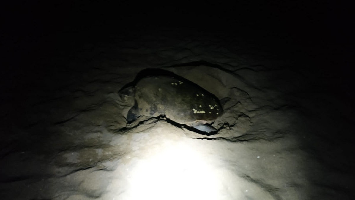 La tortuga ha fet la posta a la platja de Coma-ruga.