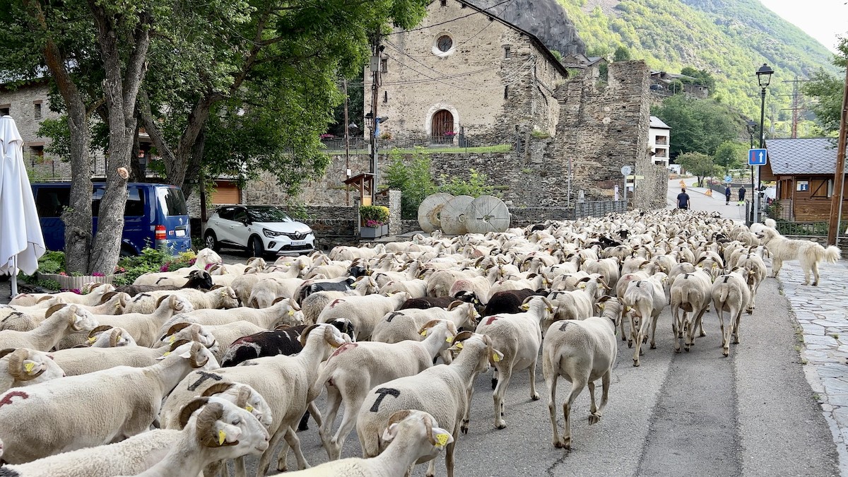 Una ramada d'ovelles passant pel mig del poble de Tavascan