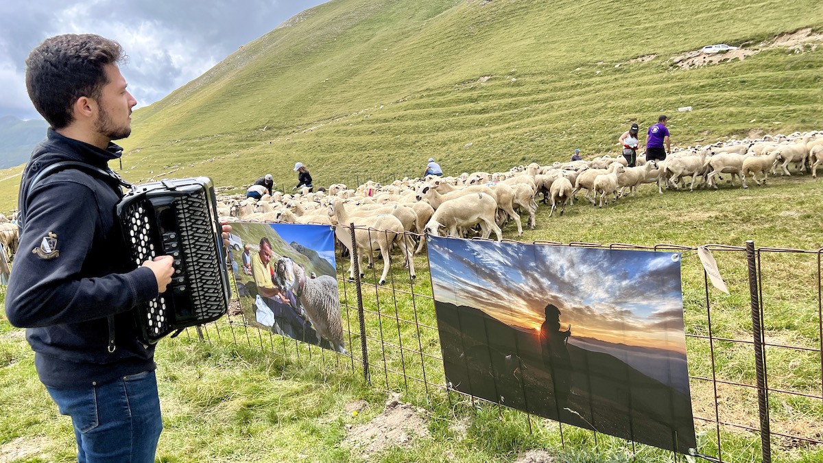 Un acordionista al costat d'un ramat d'ovelles i de l'exposició fotogràfica