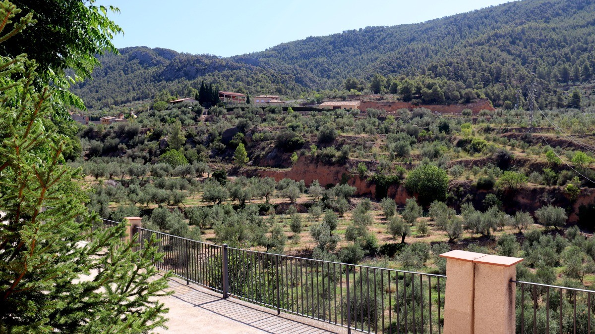 Imatge de les oliveres situades als peus del Montsant, a Cabacés (Priorat).