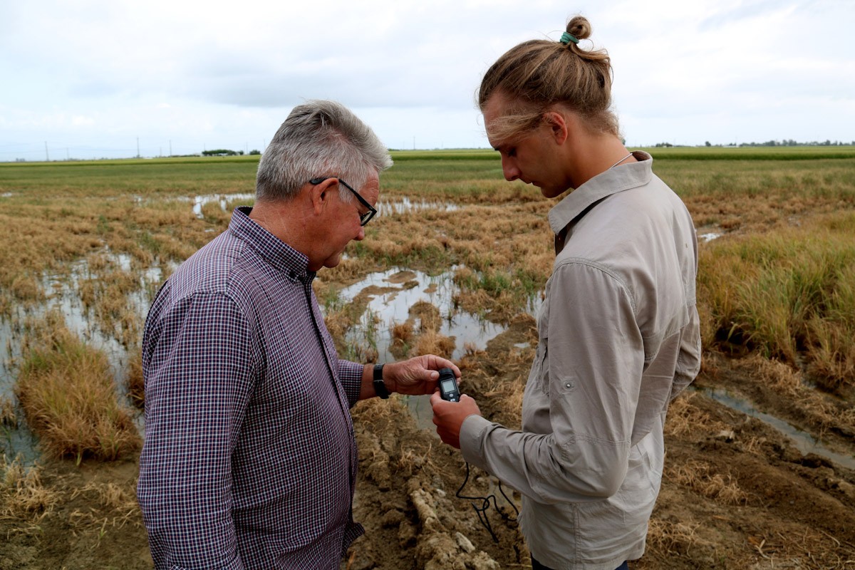 Dos arrossaires comproven la salinitat de l'aigua d'un camp amb part de l'arròs assecat per la falta d'aigua 