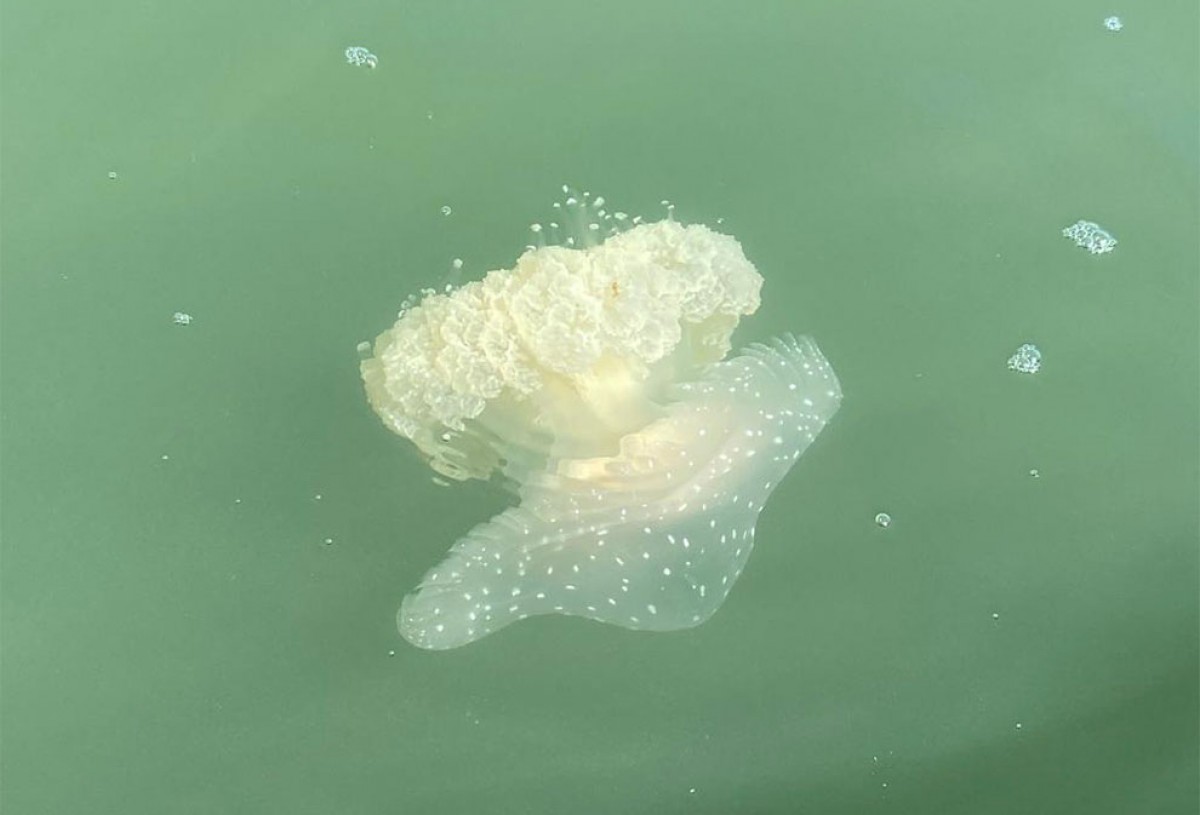 Una de les meduses de punts blancs, a la badia dels Alfacs.