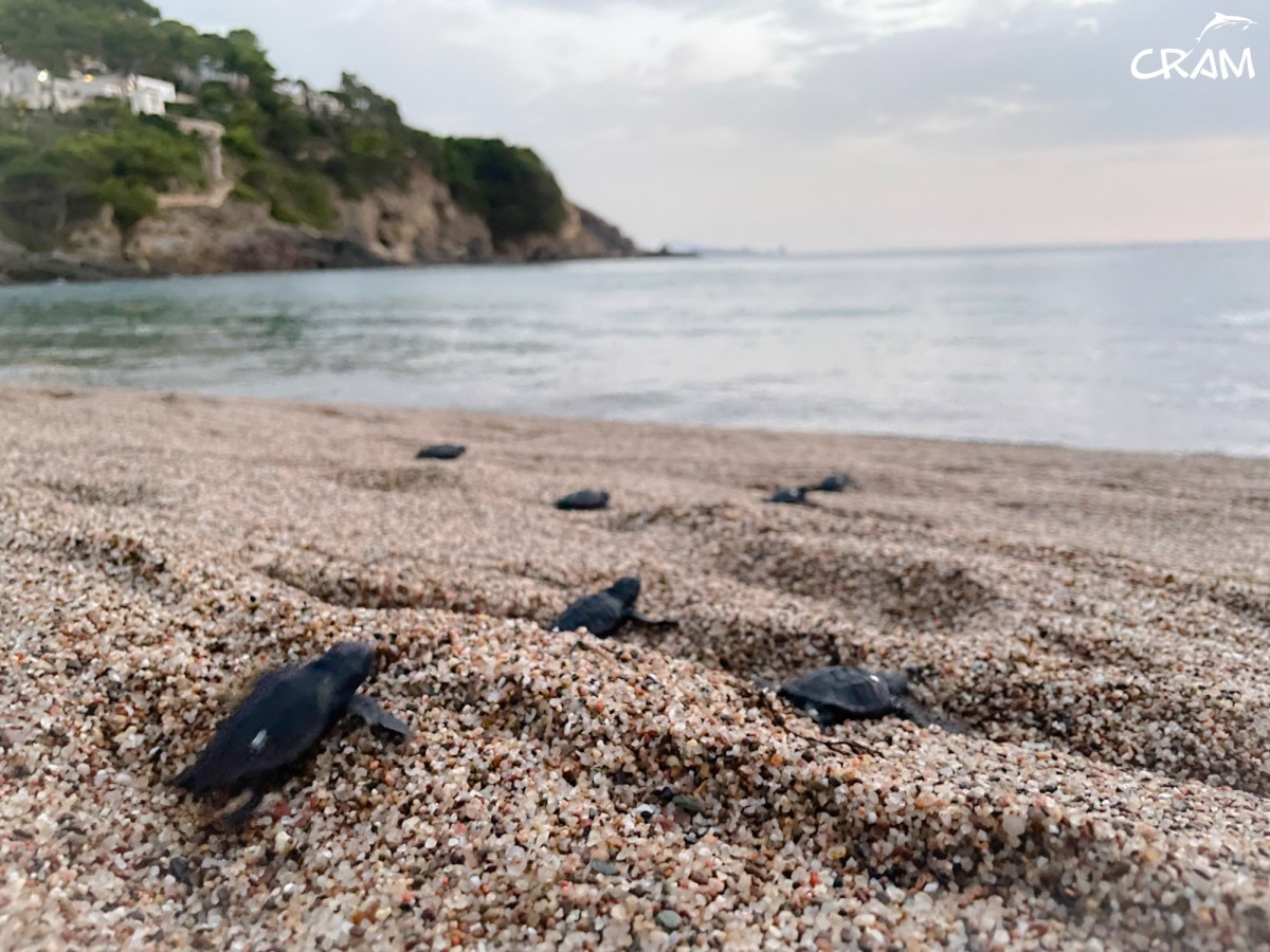 Naixement dels primers exemplars de tortuga careta al litoral català 