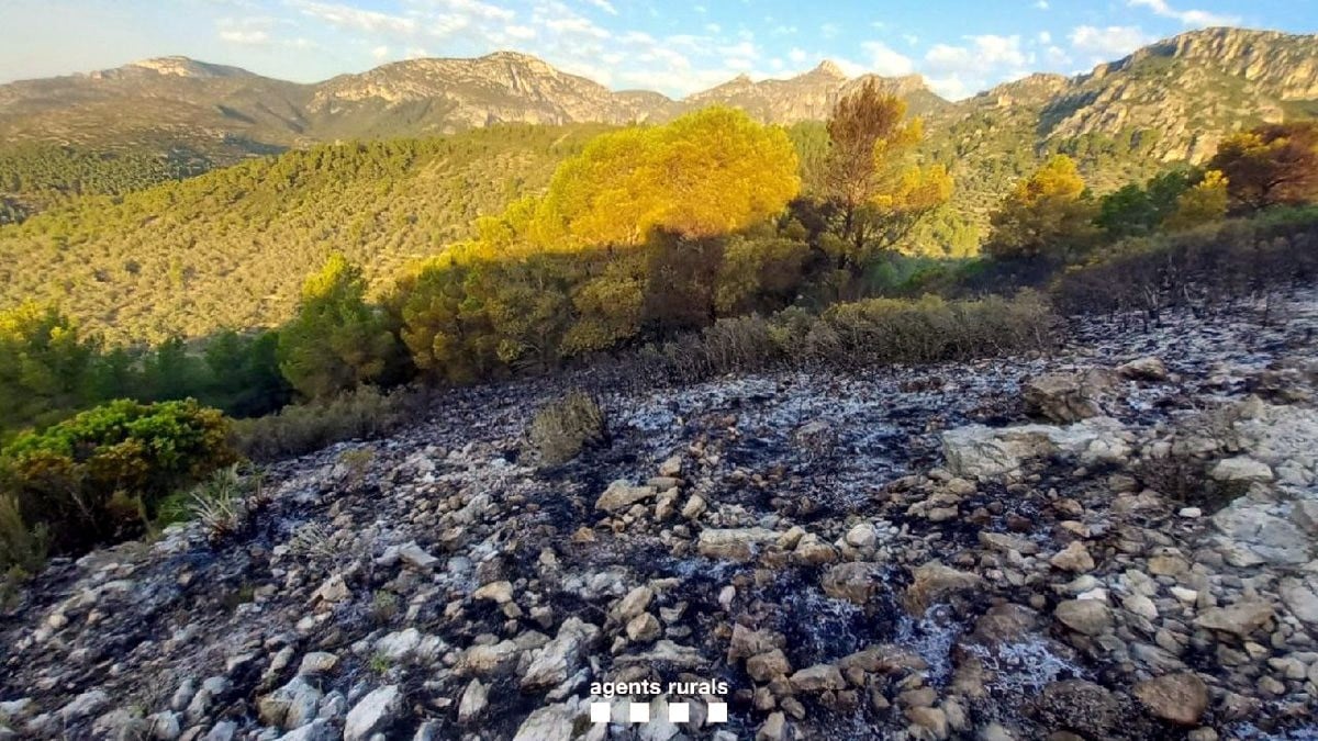 Superfície cremada a l'incendi forestal de Mas de Barberans, dins el Parc Natural dels Ports  
