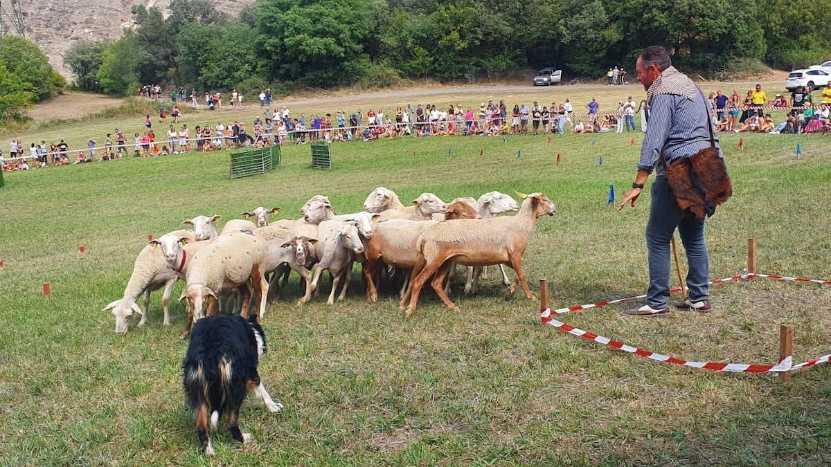 Un pastor donant indicacions al seu gos durant una edició anterior del concurs