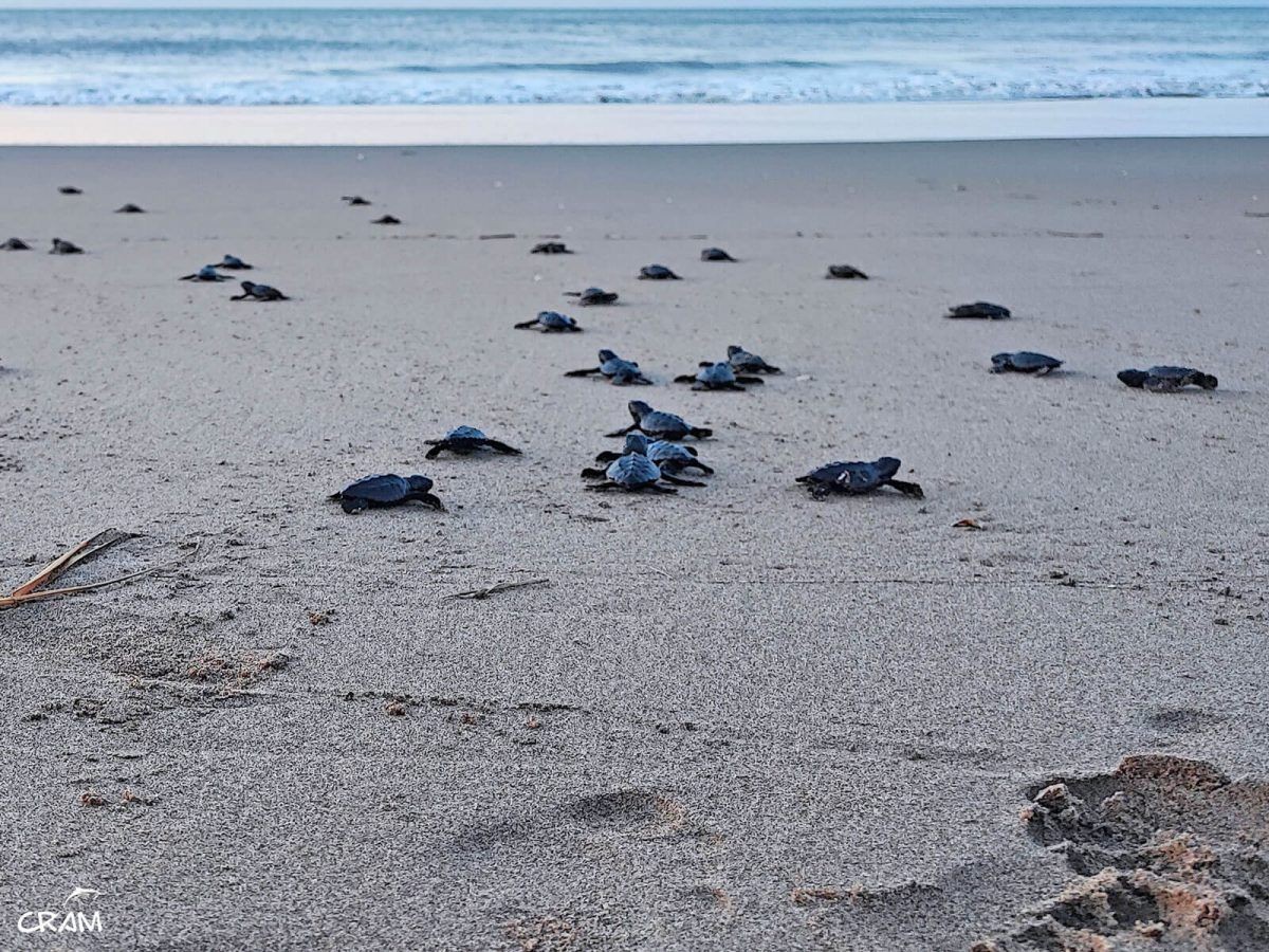 Naixement de les tortugues del tercer niu al Delta de l'Ebre el passat 27 d'agost 