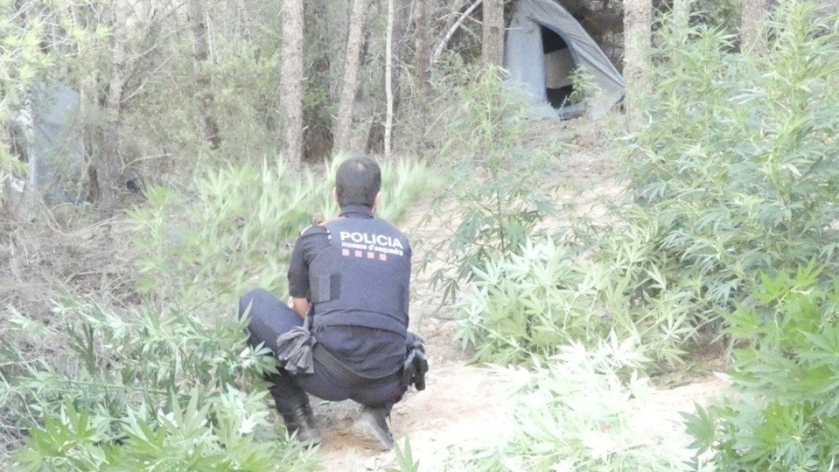 Imatge d'un agent dels Mossos d'Esquadra investigant a la plantació de marihuana de Benifallet.