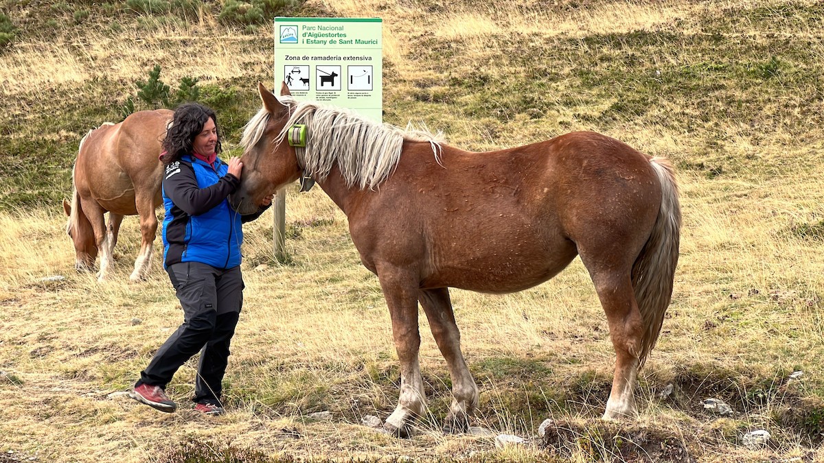 Montse Barado, presidenta de l'Associació Cavall Pirinenc Català del Sobirà, amb un cavall amb collar GPS