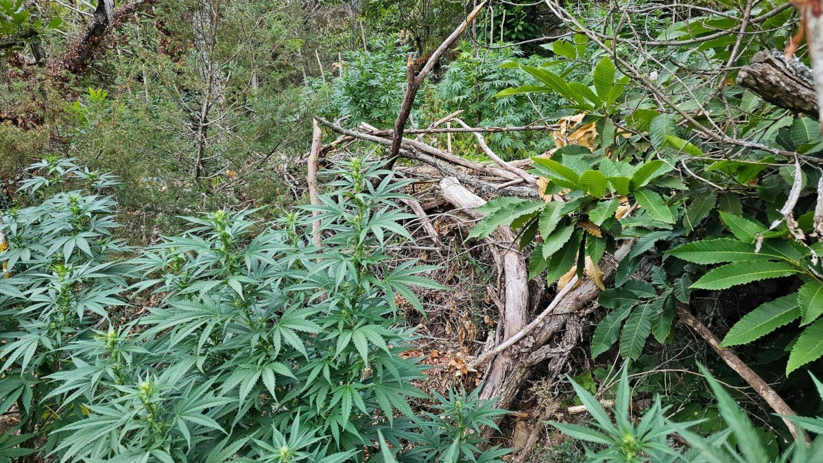 Imatge de la plantació de marihuana desmantellada el passat dilluns a Prades.