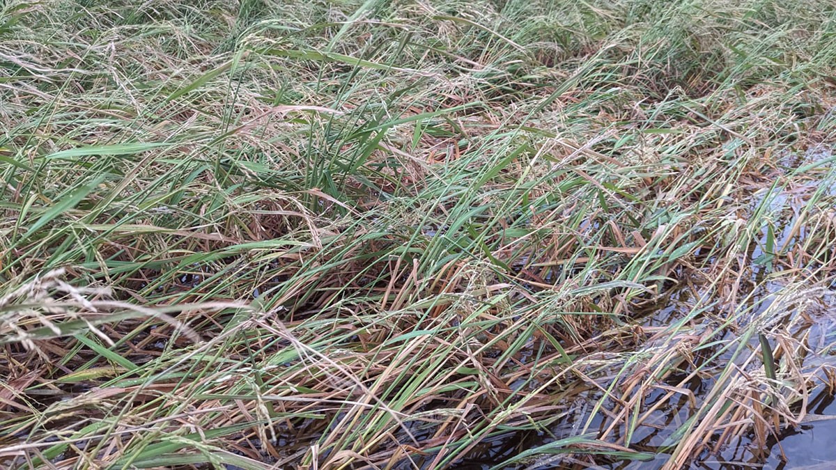 Imatge de l'arròs afectat per les pedregades.