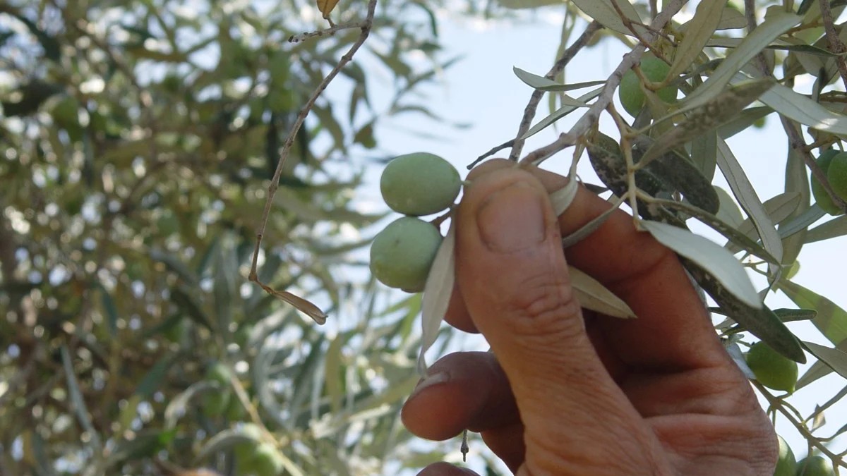 Els lladres van robar 400 quilos d'olives d'una finca de Mas Barberans.