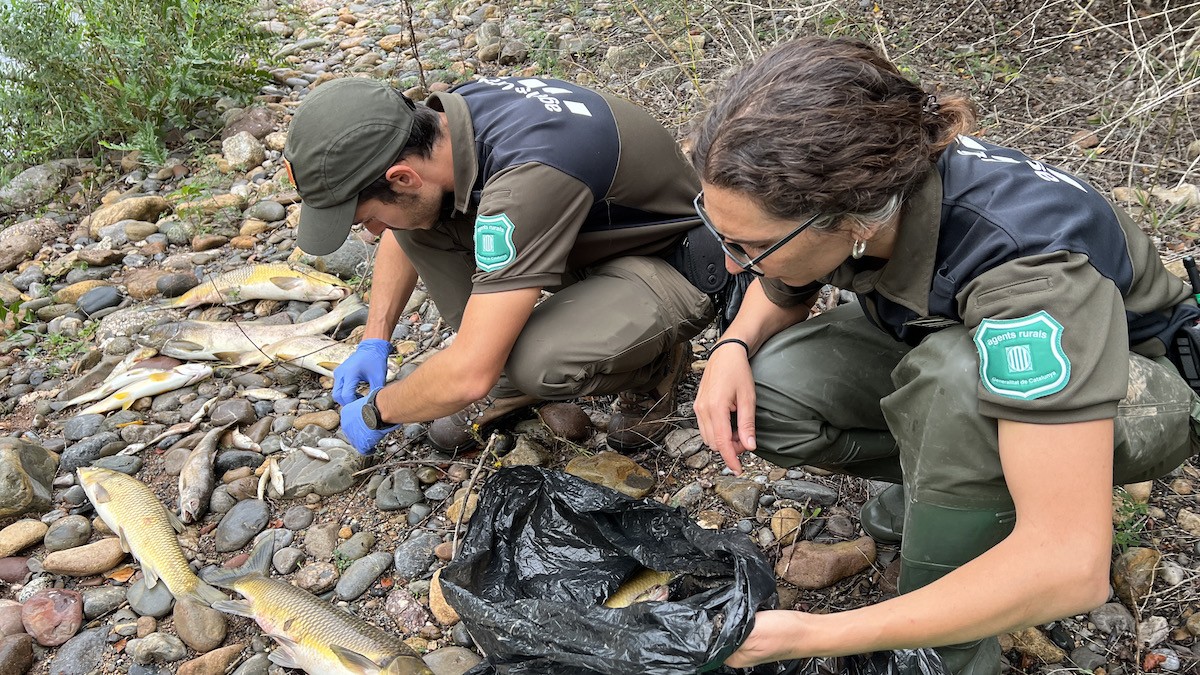 Dos Agents Rurals comptant els peixos morts trobats al riu