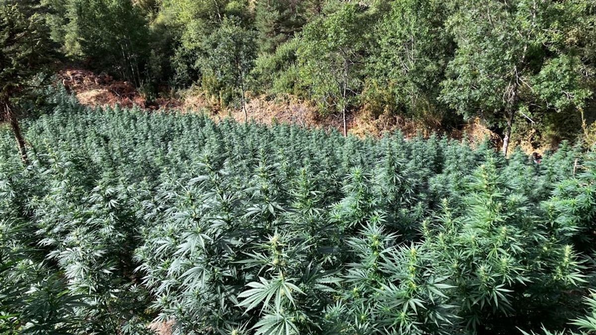 Plantació de marihuana intervinguda fa unes setmanes a Llagunes