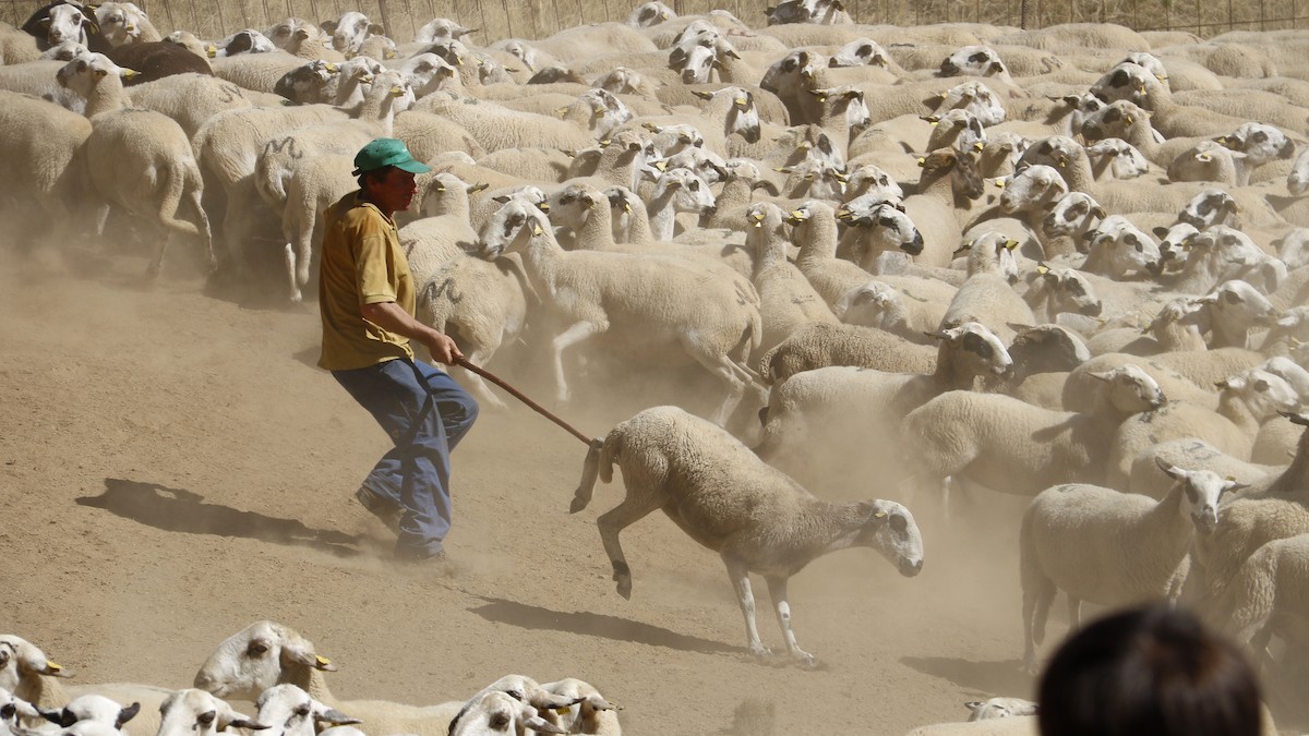 Un pastor de la muntanya de Seurí triant les ovelles amb ganxo