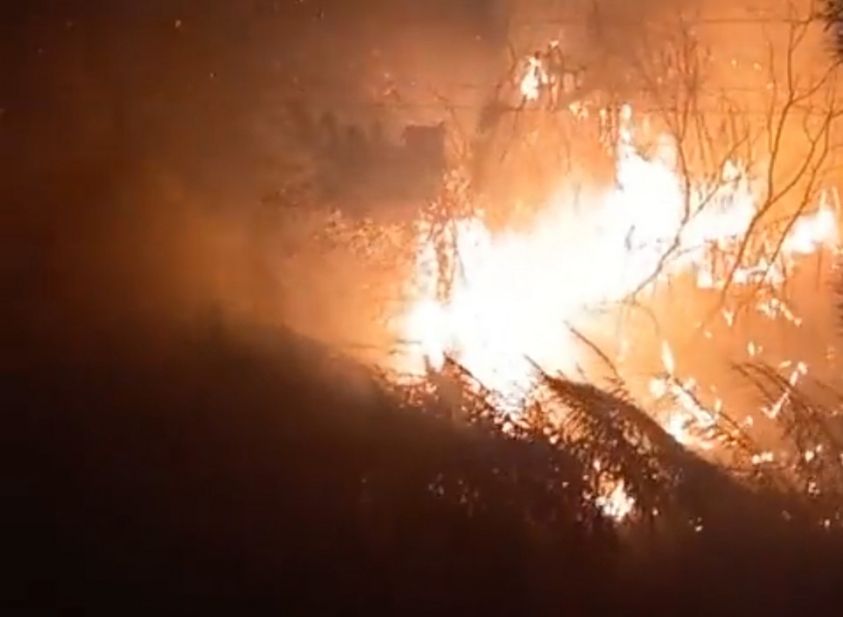 Incendi en una zona de bosc propera a la C-12 a Xerta
