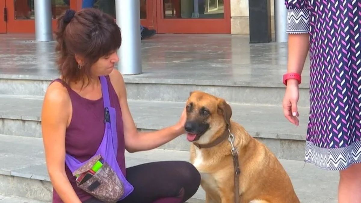 El gos salvat dels maltractaments a Reus.