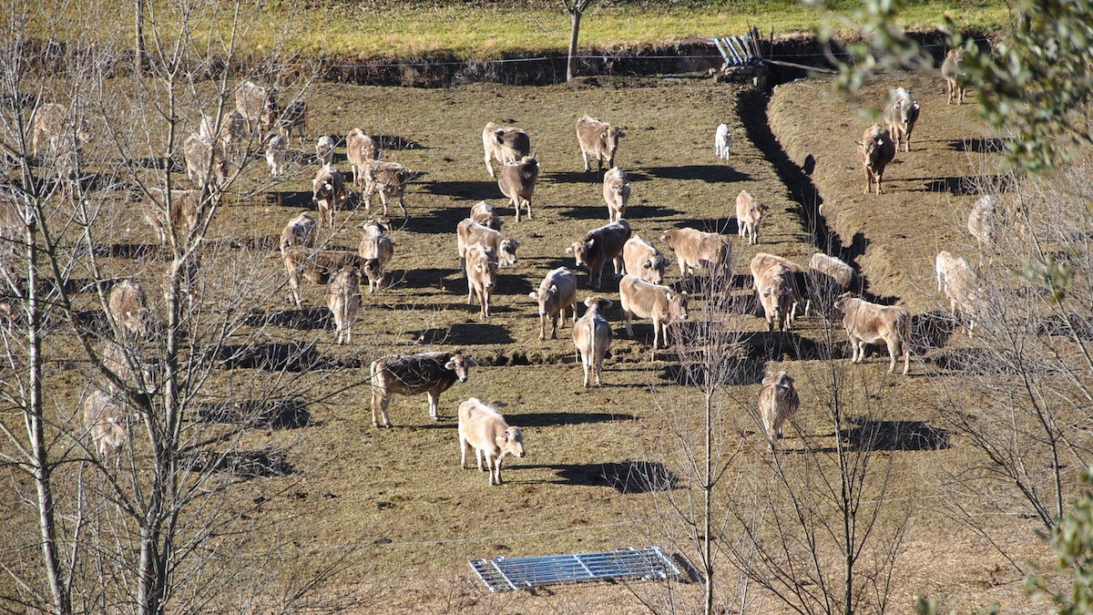 Un ramat de vaques d'una explotació ramadera al Pallars