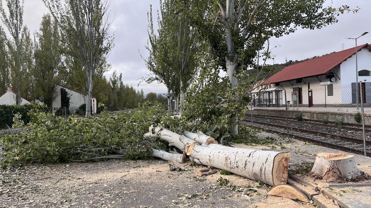 Imatge d'un dels arbres talats al costat de l'estació de tren